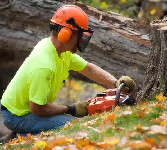 tree services Laconia